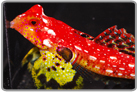 Ruby Red Scooter Dragonet - Male